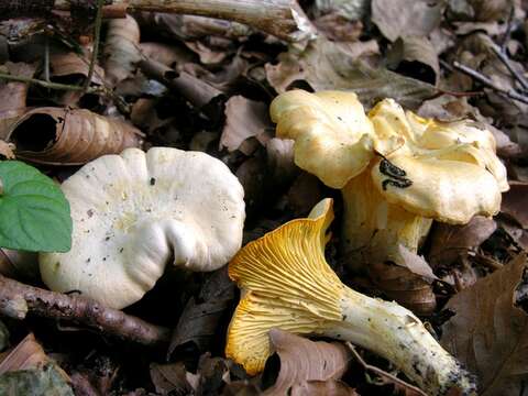 Cantharellus resmi