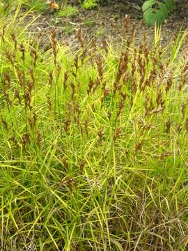 Слика од Carex muskingumensis Schwein.