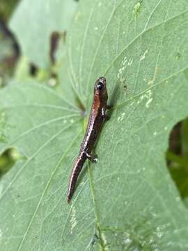 Image of Bolitoglossa pacaya Campbell, Smith, Streicher, Acevedo & Brodie 2010