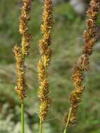 Image of Brown fox sedge