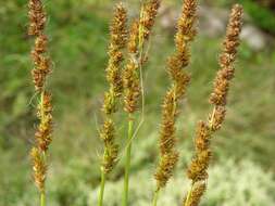 Image of Brown fox sedge