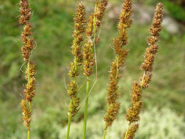 Image of Brown fox sedge