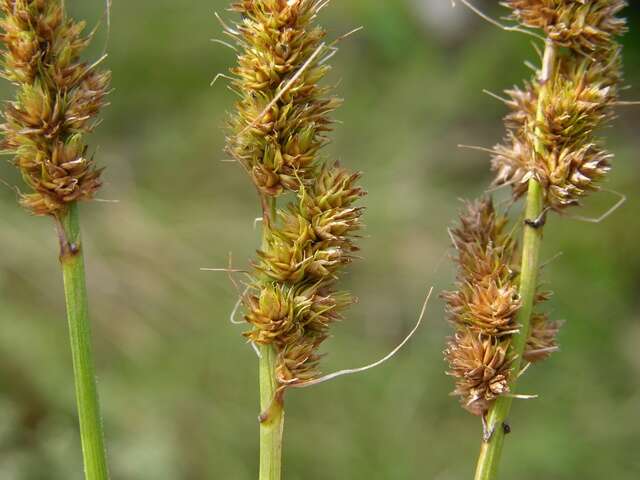 Image of Brown fox sedge