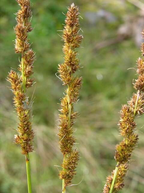 Image of Brown fox sedge