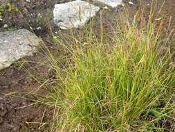 Image of Brown fox sedge