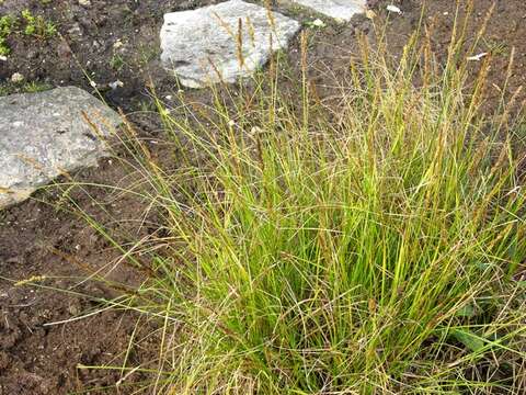 Image of Brown fox sedge