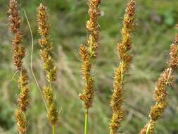 Image of Brown fox sedge