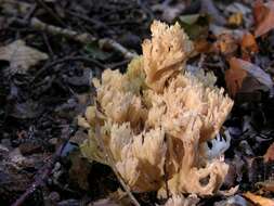 Image of Clavulinaceae