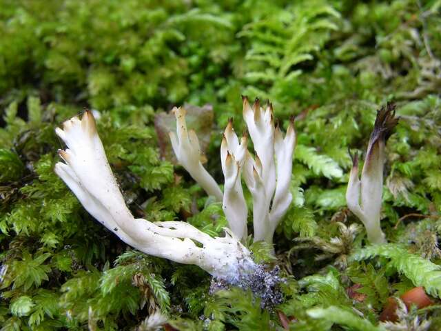 Imagem de Clavulinaceae