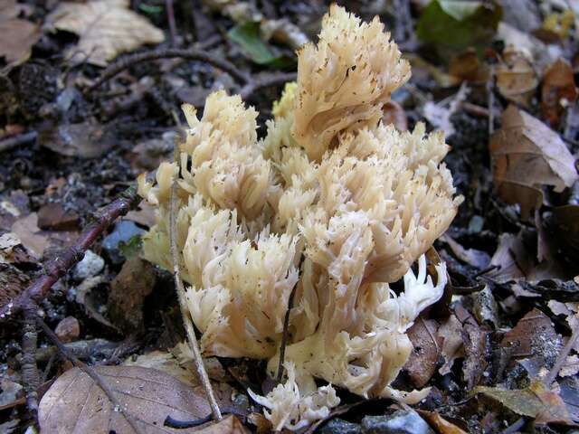 Image of Clavulinaceae