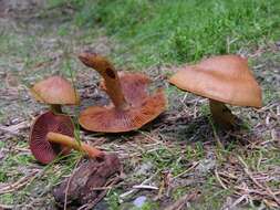 Sivun Cortinarius purpureus (Bull.) Bidaud, Moënne-Locc. & Reumaux 1994 kuva