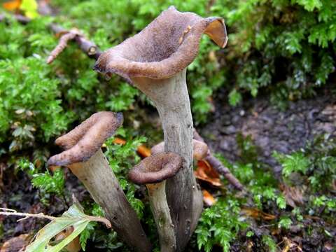 Image of Craterellus