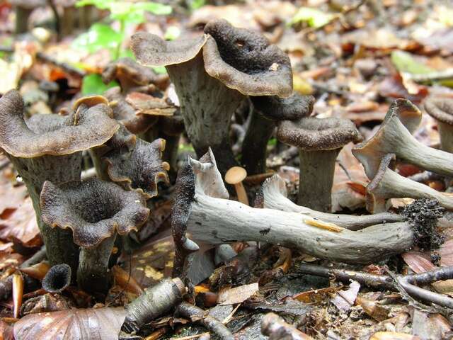 Image of Craterellus