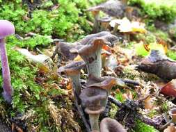 Image of Craterellus