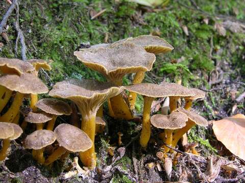 Image of Craterellus