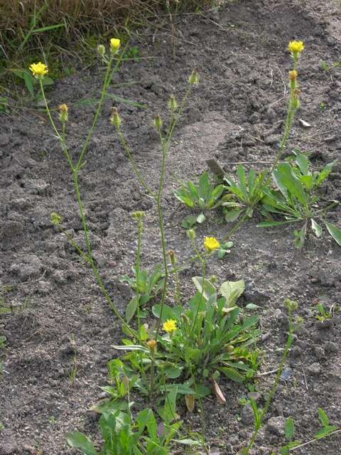 Image of bristly hawksbeard