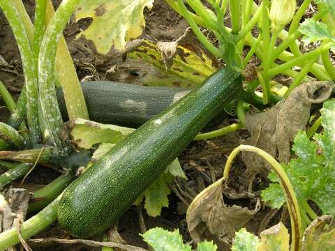 Image of gourd