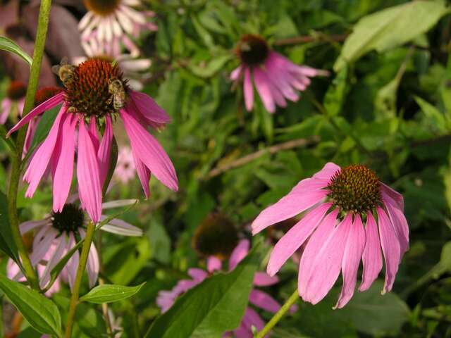 Image of purple coneflower