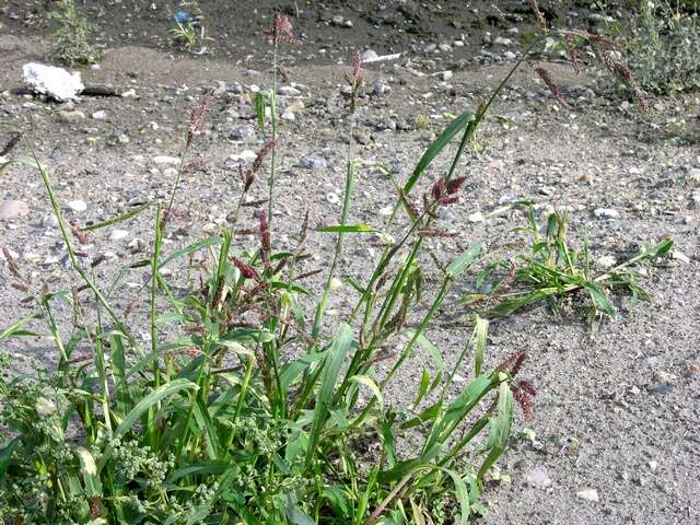 Plancia ëd Echinochloa