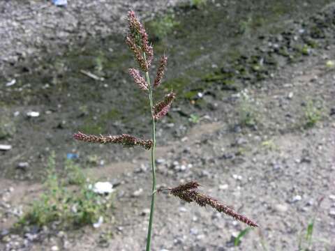 Plancia ëd Echinochloa