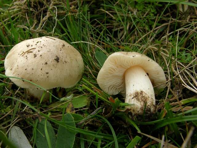 Image of Entoloma prunuloides (Fr.) Quél. 1872