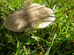 Image of Entoloma prunuloides (Fr.) Quél. 1872