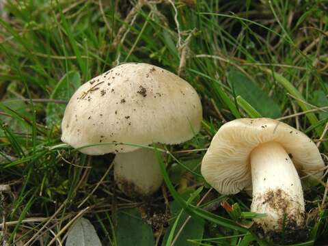 Image of Entoloma prunuloides (Fr.) Quél. 1872