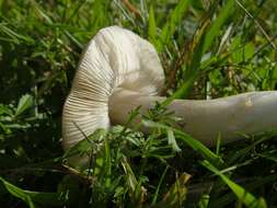 Image of Entoloma prunuloides (Fr.) Quél. 1872