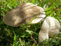 Image of Entoloma prunuloides (Fr.) Quél. 1872