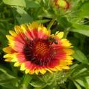 Plancia ëd Gaillardia aristata Pursh