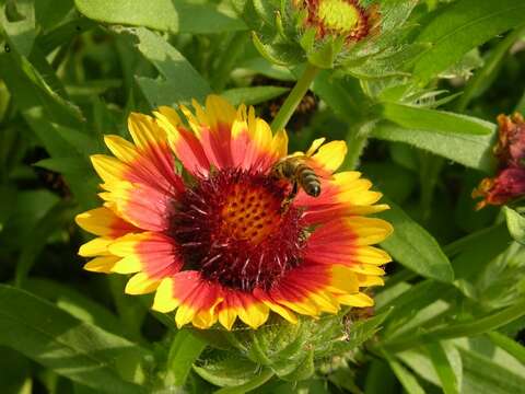 Gaillardia resmi