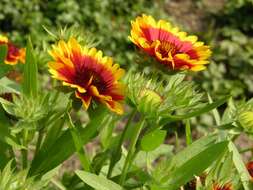 Plancia ëd Gaillardia