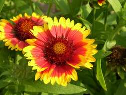 Plancia ëd Gaillardia