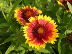 Plancia ëd Gaillardia