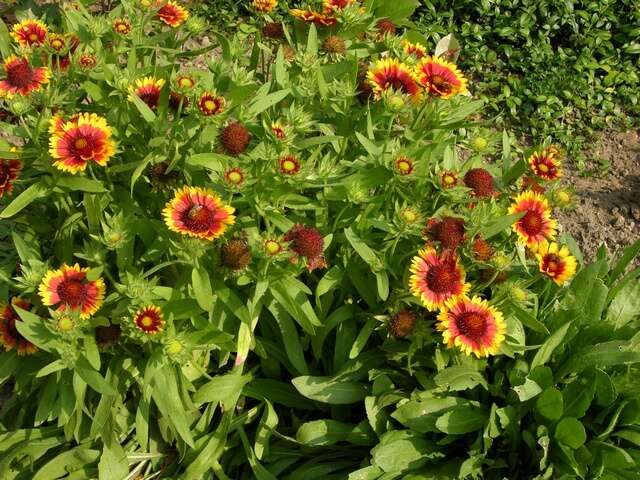 Plancia ëd Gaillardia