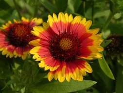 Plancia ëd Gaillardia