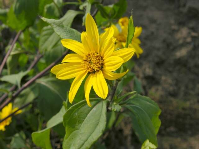 Image of sunflowers