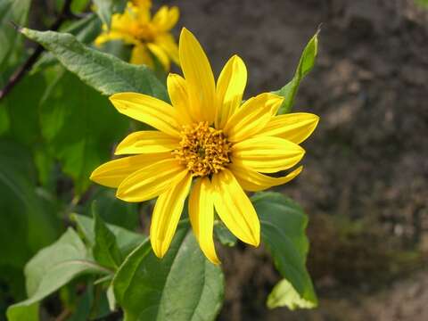 Image of sunflowers