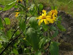 Image of sunflowers