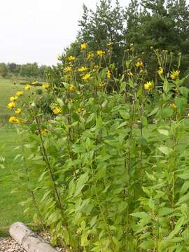 Image of sunflowers