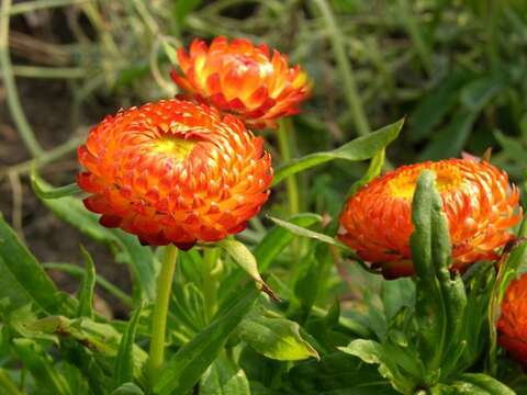 Image of Xerochrysum