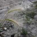 Image of foxtail barley