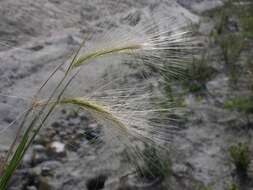 Hordeum resmi