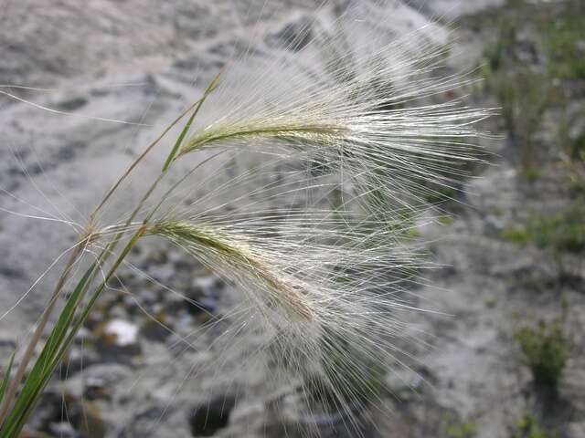 Image of barley