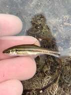 Image of Northern Redbelly Dace