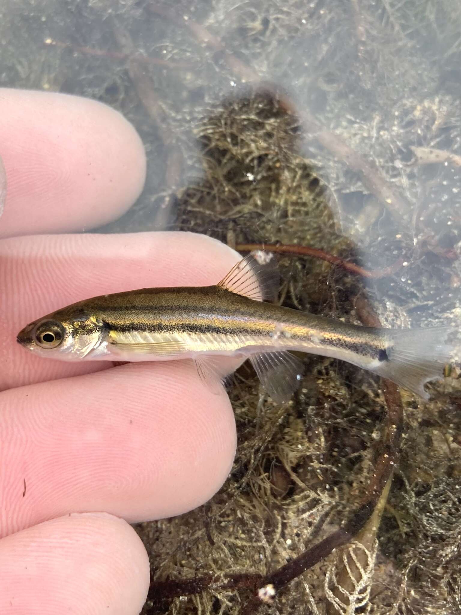 Image of Northern Redbelly Dace