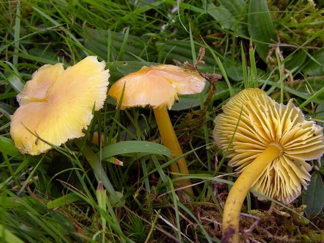 Hygrocybe resmi