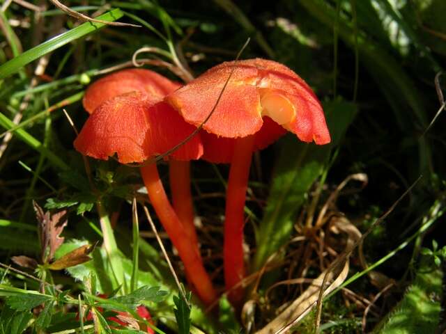 Image of Hygrocybe helobia (Arnolds) Bon 1976