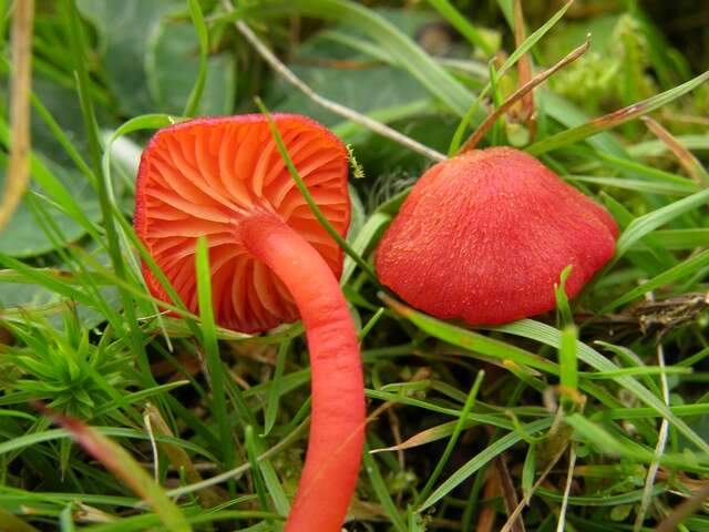 Image de Hygrocybe helobia (Arnolds) Bon 1976