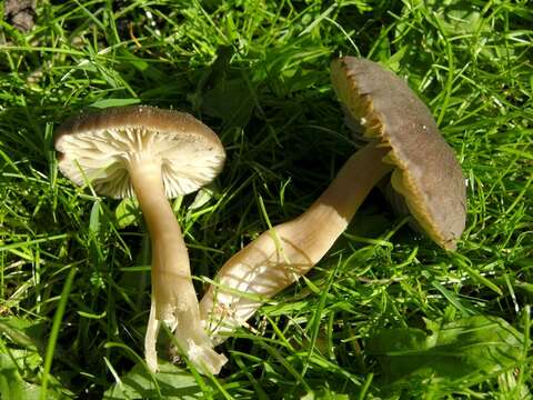 Image of Hygrocybe nitrata (Pers.) Wünsche 1877